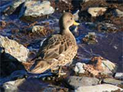 south georgia pintail